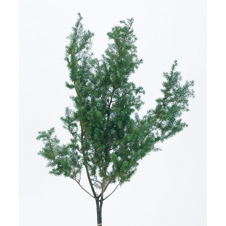 ヒムロスギ　フレッシュグリーン 01320-730