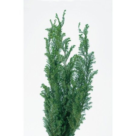 ヒムロスギ フォレスト 01322-780 ドライフラワー卸売り販売の