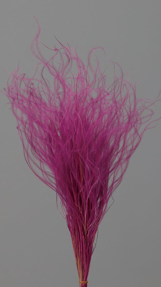 フェザーグラス　ラズベリー　01470-261