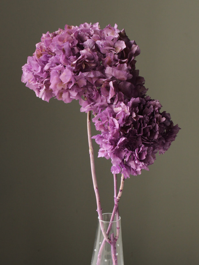 ロイヤルアジサイ・フレア　ステム付き　パープル　01495-401