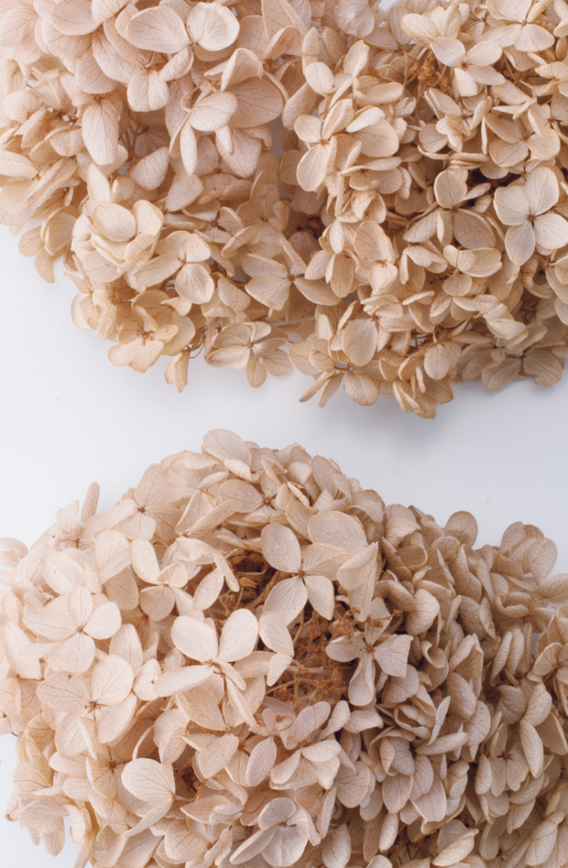 ピラミッドアジサイ・ヘッド　シャンパン　01510-081　