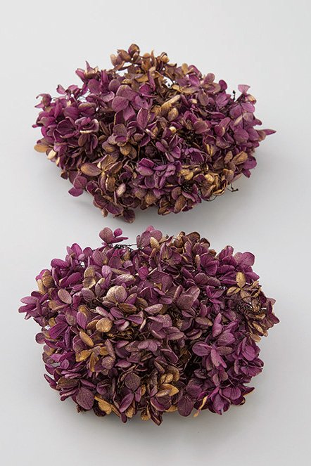 ピラミッドアジサイ・ヘッド　ヴァイオレットゴールド　01510-409