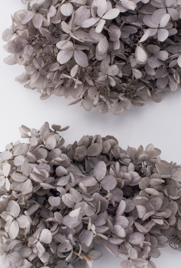 ピラミッドアジサイ・ヘッド　パールグレー　01510-871　