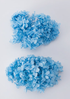 ピラミッドアジサイ・ヘッド　ライトブルー　01510-611