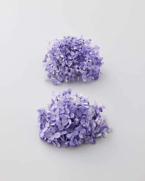 ピラミッドアジサイ・フレア・ヘッド　パープル　01514-401