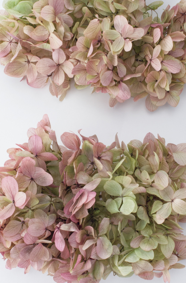 ソフトピラミッドアジサイ・ヘッド　オレガノピンク   01515-171　