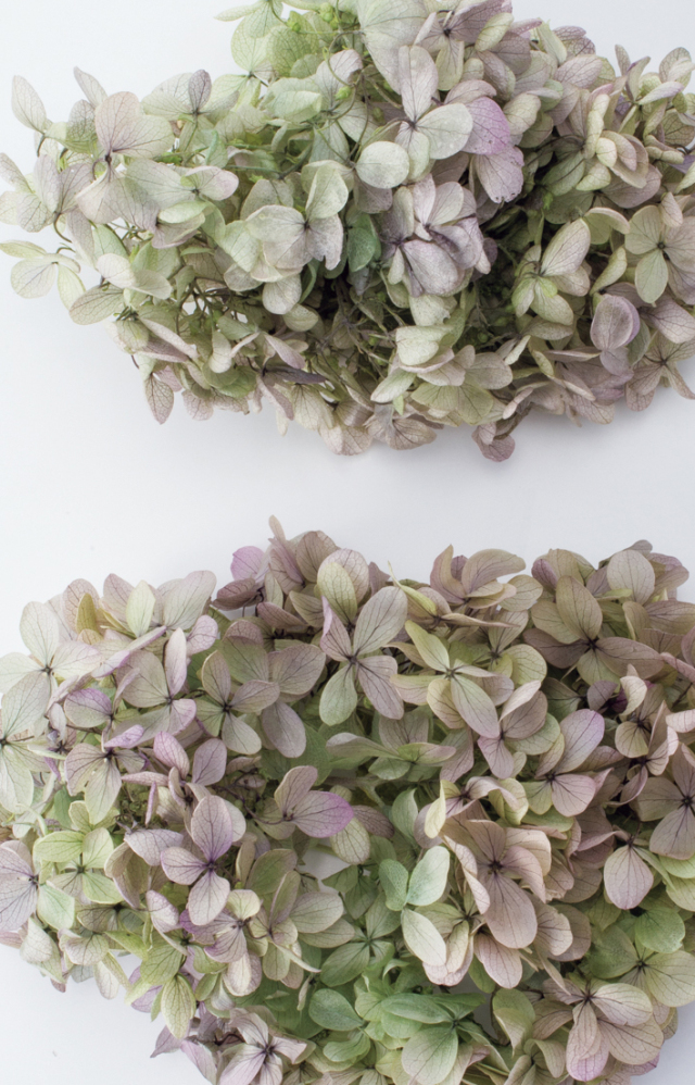 ソフトピラミッドアジサイ・ヘッド　オレガノパープル  oc01515-471　