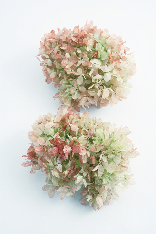 ソフトピラミッドアジサイ・ヘッド　ライムロゼ　01515-720　