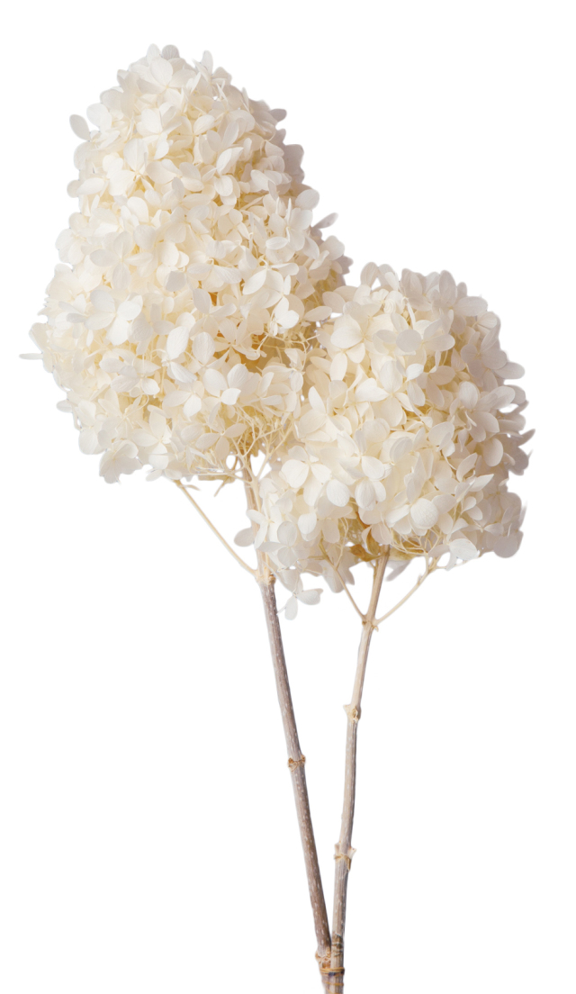 ピラミッドアジサイ・ステム付き　オフホワイト　01520-011　