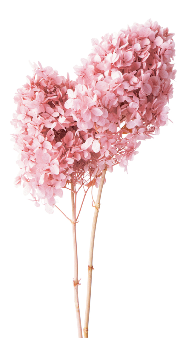 ピラミッドアジサイ・ステム付き　クラウドピンク　01520-195　