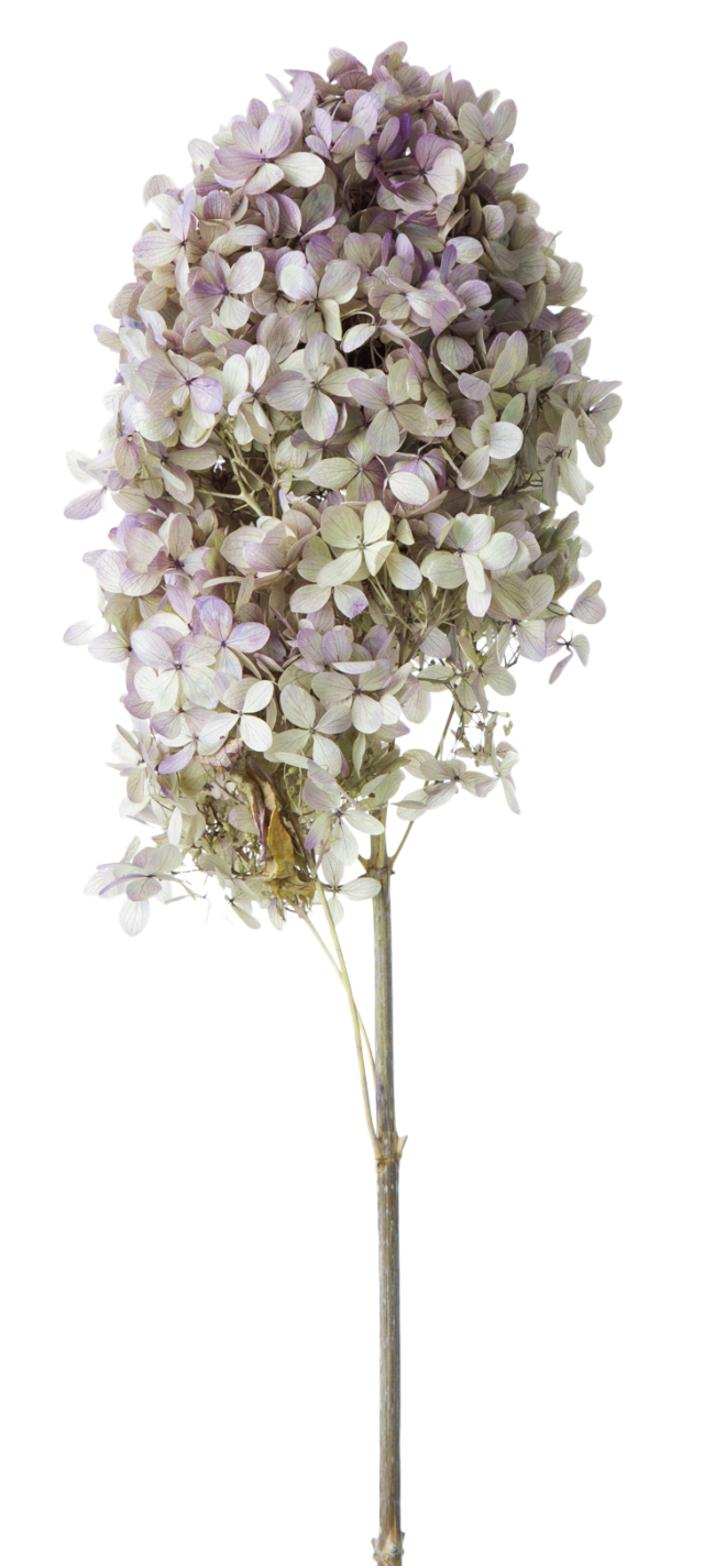 ピラミッドアジサイ・ステム付き(グラデーションカラー)　オレガノパープル　