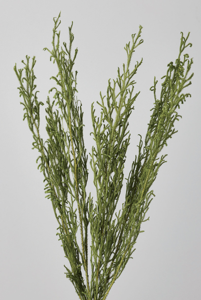 ロングタチカズラ　グリーン　01620-700