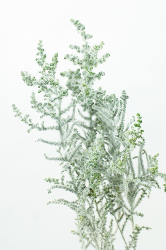 ストーベ　フロッキーグリーン　01760-706