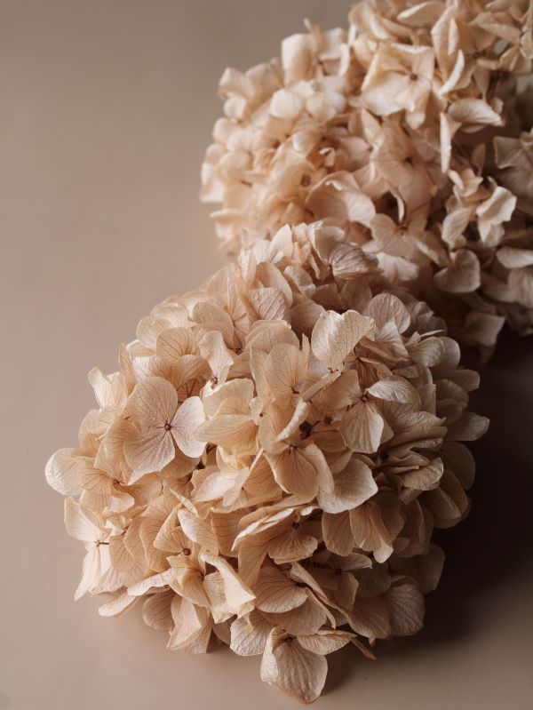 ゆめアジサイ・ヘッド　シャンパン　01900-081　