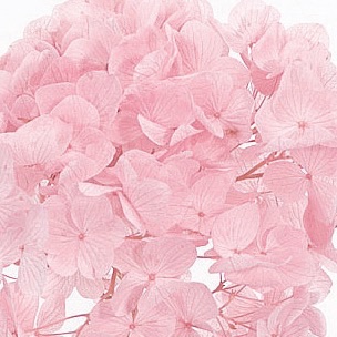 ゆめアジサイ・ヘッド　ピンク　01900-101