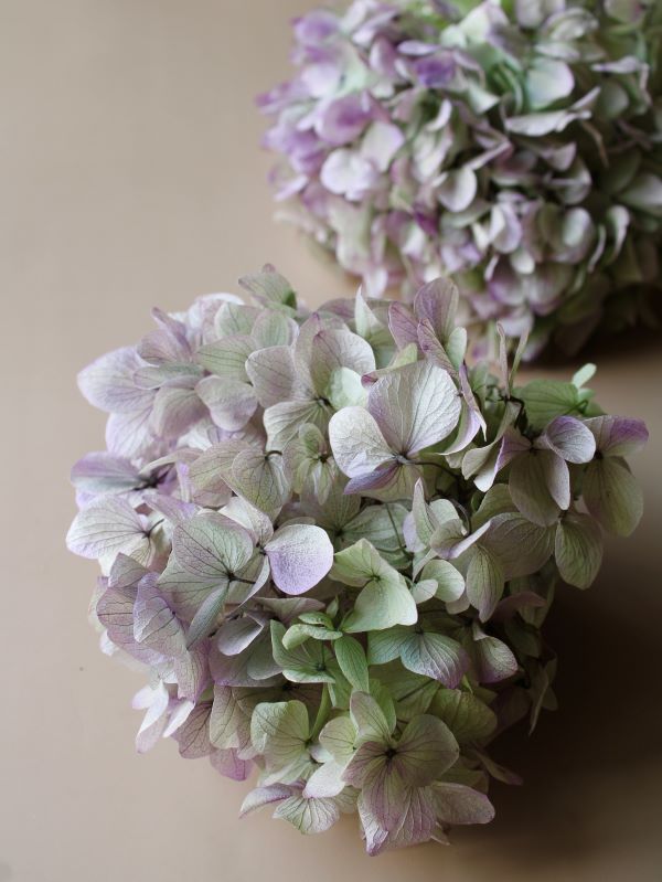 ゆめアジサイ・ヘッド　オレガノパープル　01900-471