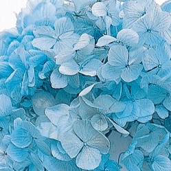 ゆめアジサイ・ヘッド　ブルー　01900-601