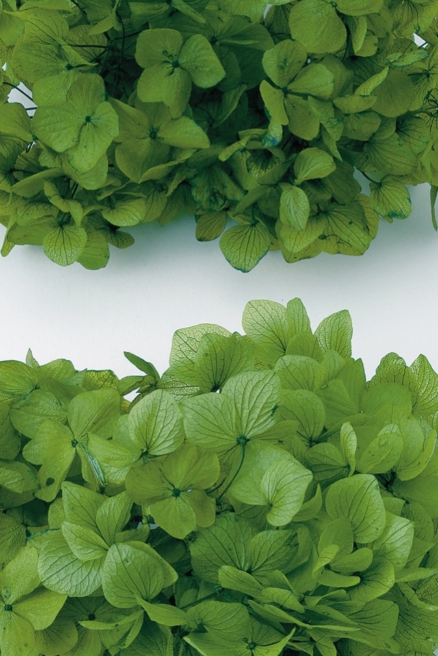 ゆめアジサイ・ヘッド　グリーン　01900-701