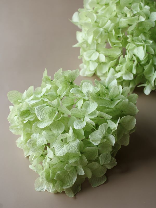 ゆめアジサイ・ヘッド　クリアグリーン　01900-711