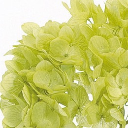 ゆめアジサイ・ヘッド　ライトグリーン  01900-721　