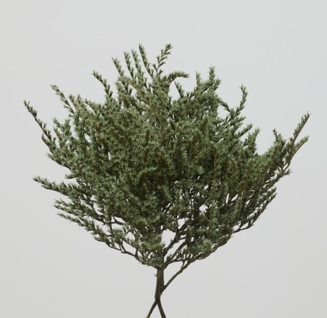 タタリカ　コバルトグリーン　 02010-761