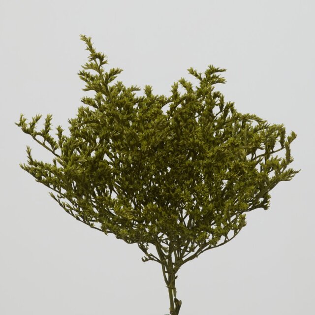 タタリカ　グラスグリーン　 02010-791