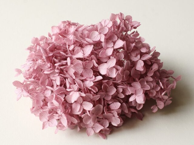 アナベル・ヘッド  　ミスティーピンク　02160-161