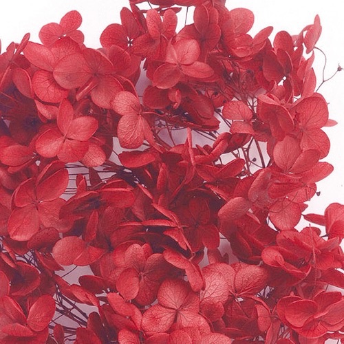 アナベル・ヘッド  レッド　02160-301