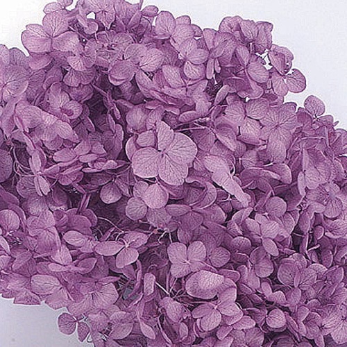 アナベル・ヘッド  パープル　02160-401