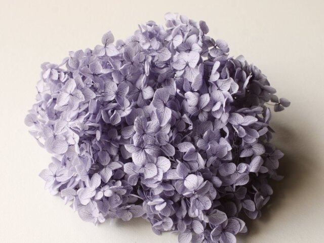 アナベル・ヘッド  ラベンダー　02160-411