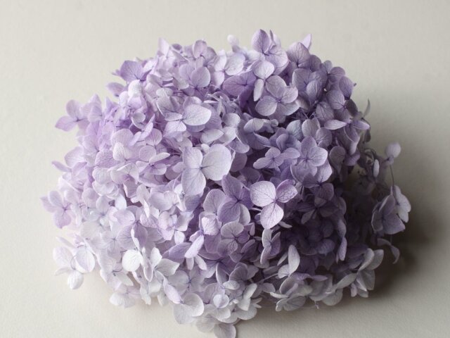 アナベル・ヘッド  　すみれパープル　02160-441