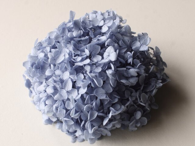 アナベル・ヘッド  　ロイヤルブルー　02160-641