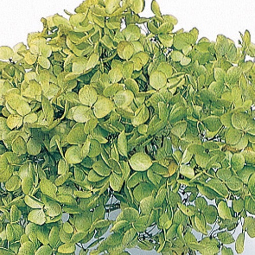 アナベル・ヘッド 　グリーン　02160-701