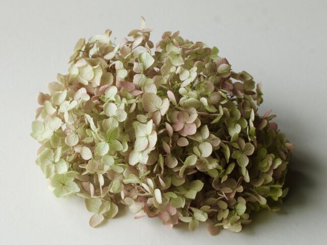 アナベル・ヘッド  　ライムロゼ　02160-720