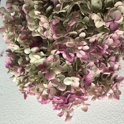 アナベル・ヘッド  オレガノピンク　02160-171