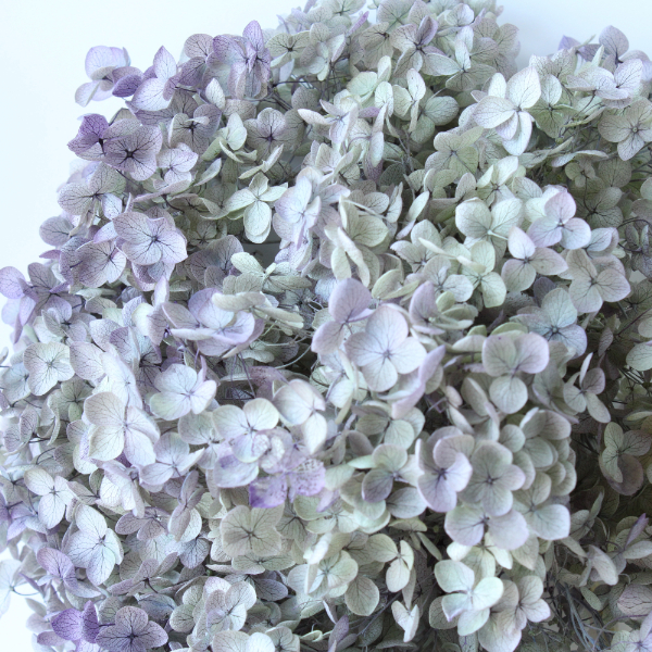 アナベル・ヘッド  オレガノパープル　02160-471　