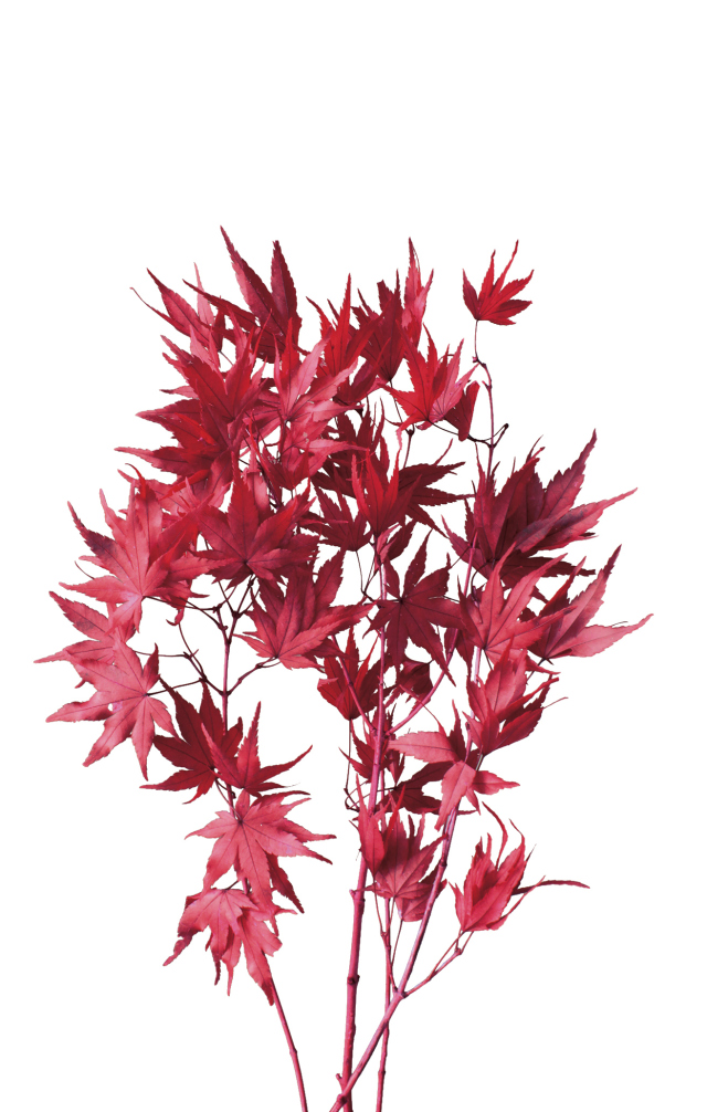 もみじ　レッド　02246-300