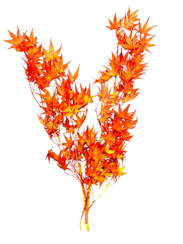 もみじ　オレンジグラデーション　02249-999　　数量限定　カタログ掲載外商