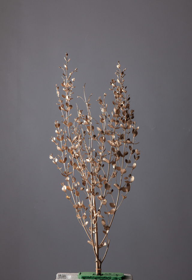 グニーユーカリ　ゴールド　02295-902