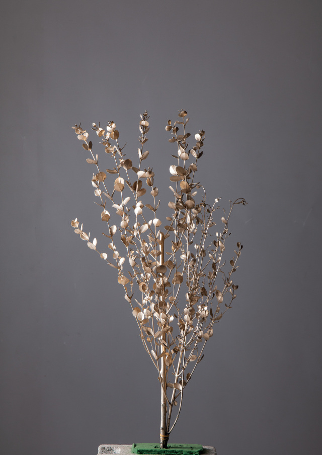 グニーユーカリ　プラチナ　02295-932