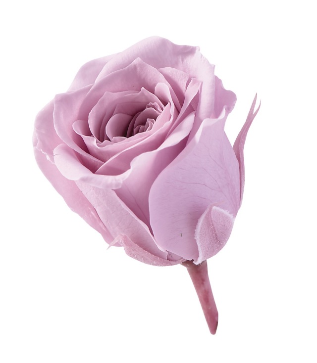 2026年・大地農園(春夏)・新商品/新色 ドライフラワー卸売り販売の