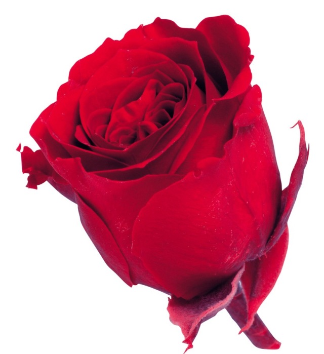 ビビアン・ミニセレクション　レッド　02371-321