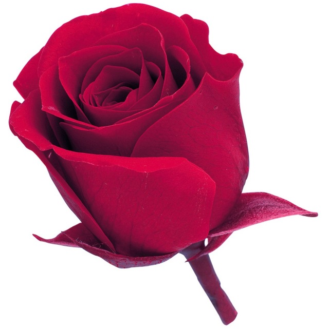 ビビアン・ミニセレクション　クイーンレッド　02371-331