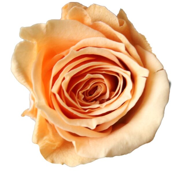 ビビアン　ブロッサムピーチ　02370-343