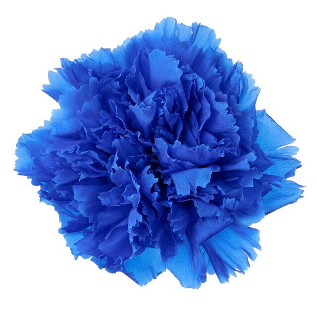 カーネーション　インディアンブルー　02380-661