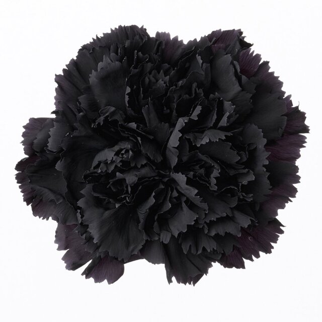 カーネーション　黒　02380-891