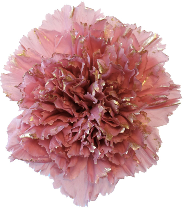 カーネーション ドライフラワー卸売り販売のミルキーウェイ