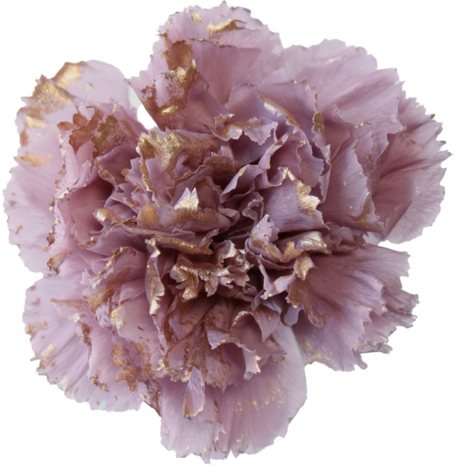 カーネーション ドライフラワー卸売り販売のミルキーウェイ