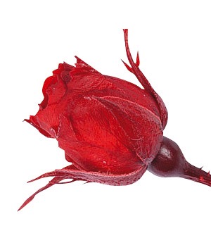 スージー　レッド　02400-321　メーカー廃盤セール60％ＯＦＦ