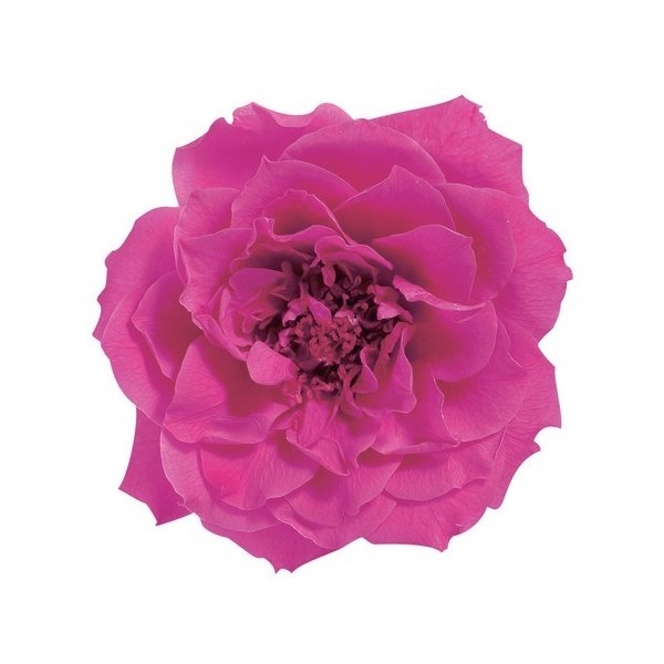 フレンチマリアンヌ　　ストロベリー　02412-221